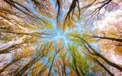 Enjeux sociaux et environnementaux : moteurs pour des projets à impact !